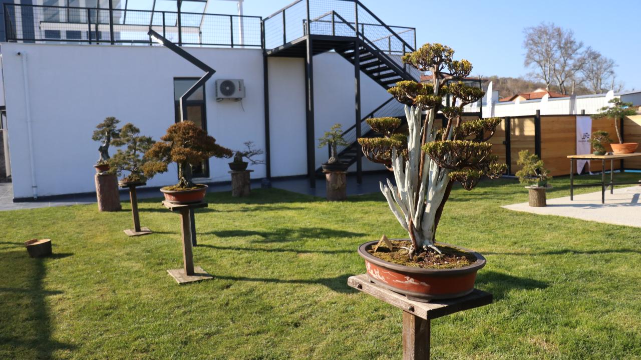 Bonsai Müzesi Ziyaretçi Sayısı Açıklandı